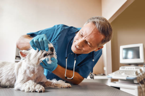 Best Emergency Dental Care for Trauma or Injury in Ashton, ID